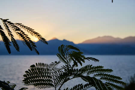 View on water of sea and mountain through branch and leaves and sunset with pink and yellow colorsの写真素材
