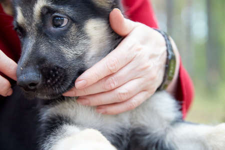 Small German shepherd puppy and hands of woman in a day. Baby animal walks on nature with the owner