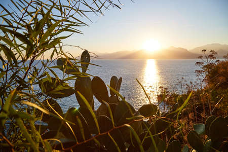 View on water of sea and yellow sunset on horizon through branch, leaves and grass on top place in a...