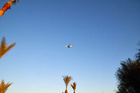 An airplane flying in the blue sky and plant silhouettes at the bottom of the picture