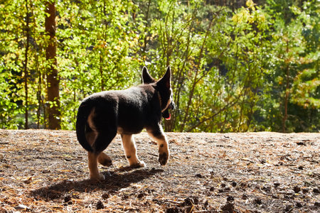Small German shepherd puppy in a forest in a nice day. Baby animal walks on natureの写真素材