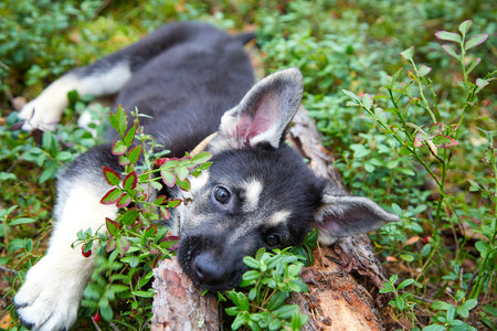 Small German shepherd puppy in green grass in a day. Baby animal walks on nature at a summerの写真素材