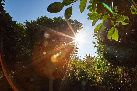 The sun shining through the branches of a tree. Plant silhouettes against the blue skyの写真素材