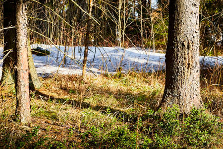 Thick tree trunk with bark in spring forest with snow drifts and green grassの写真素材