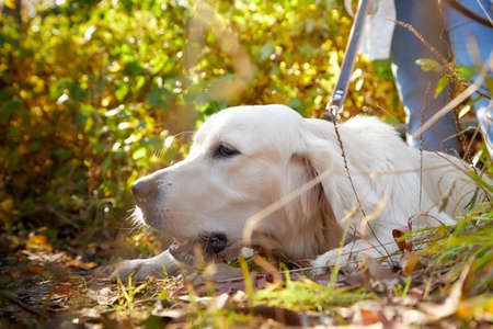 White labrador Retriever outdoor and nature landscape on background in a sunny dayの写真素材
