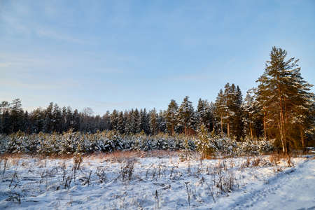 Snow covered trees in forest in winter dayの写真素材