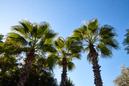 Nice palm trees in the blue sunny sky with white clouds in a good day or eveningの写真素材