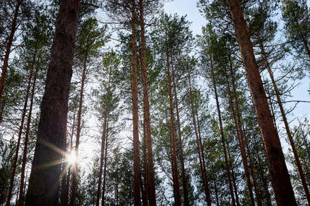 Trunks in a pine forest and sun background in winter day. Calm ladscapeの写真素材