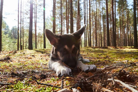 Small German shepherd puppy in a forest in a nice day. Baby animal walks on natureの写真素材