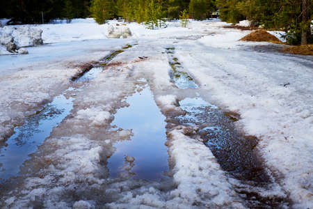Dirty road in the snow in the middle of spruce and pine forests in day of early springの写真素材