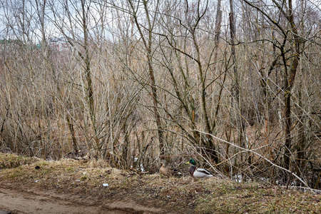 Ducks on the dry grass near trees in spring or autumn timeの写真素材
