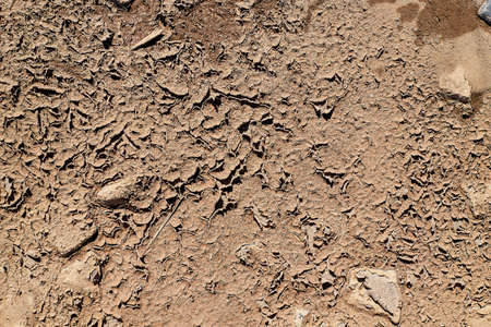 Dry cracked ground filling the frame as backgroundの写真素材
