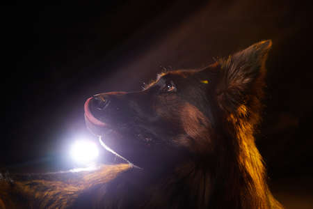 Dog German Shepherd in front of black background. Photo shoot for studio portraitの写真素材