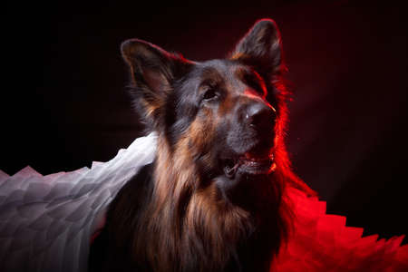 Dog German Shepherd with white angel wings in front of black background. Photo shoot for nice studio portrait of big dogの写真素材