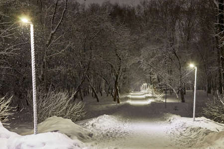 Empty Alley in winter park with snow at night and light backgroundの写真素材