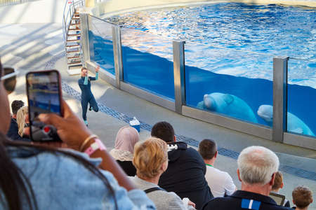 Belek, Turkey - December 17, 2019: Trainer And white Dolphin At The Poolside In The Dolphinarium....