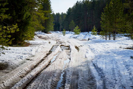 Dirty road in the snow in the middle of spruce and pine forests in day of early springの写真素材