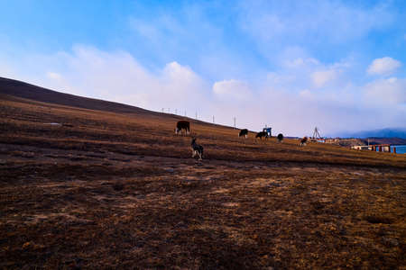 Hill and field with a herd of cows and a shepherd dog puppy on an autumn day against a blue skyの写真素材