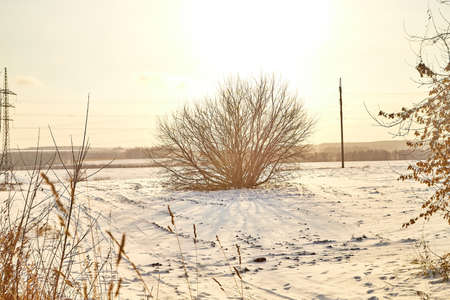 Field, meadow and grass with snow and cold sun on foggy cloudy sky. Beautiful winter landscape. Winter morning, day or eveningの写真素材