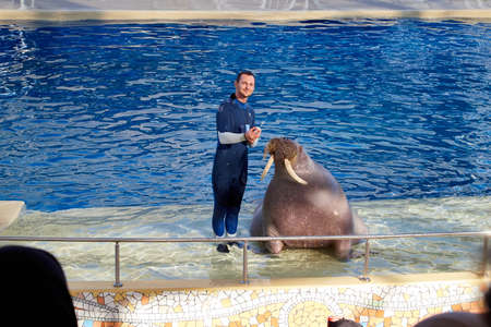 Belek, Turkey - December 17, 2019: Big walrus and trainer at The Poolside In The dolphinarium. Walrus in the pool during a show at the zoo.のeditorial素材