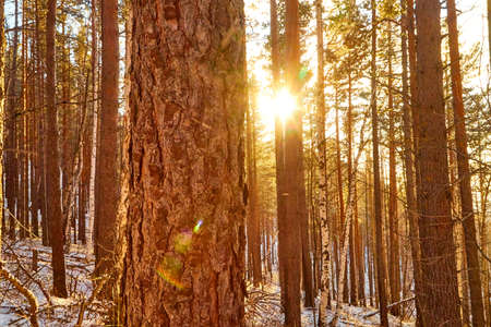Pine trees on a hillside or mountain and blue sky with golden sun light in the background during sunset in Siberia near Lake Baikal in Russiaの写真素材