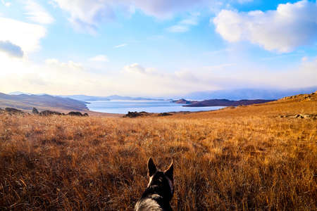 Dog German Shepherd outdoors in autumn in yellow landscape with glass