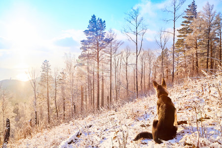 Dog German Shepherd in winter forest with snow and sun during sunset on sunrise in cold day with sun