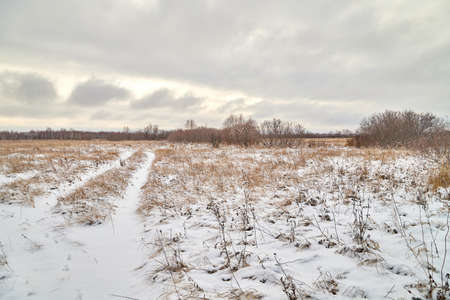 Field, meadow and grass with snow and cold cloudy sky. Winter landscape. Winter morning, day or eveningの写真素材