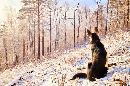 Dog German Shepherd in winter forest with snow and sun during sunset on sunrise in cold day with sun