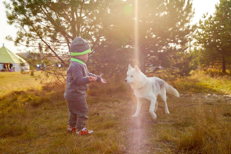 Small boy and husky dog in an autumn sunny dayの写真素材