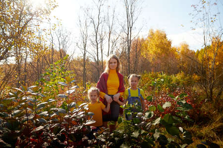 Two young little girl and his mother with blonde hair in an autumn park on yellow and orange leaf background. Family walking in forestの写真素材