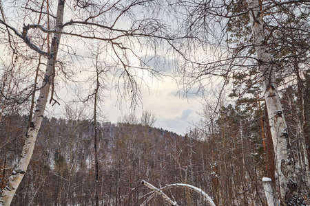 Winter landscape with snow covered trees in forest