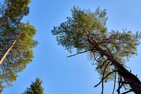 The top of a spruce against the blue sky. Real needles on coniferous treeの写真素材