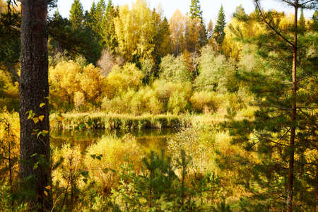Trees in autumn forest with yellow leaves