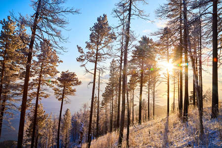 Pine trees on hillside or mountain and blue sky with golden sun light in the background during...