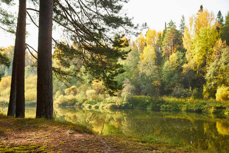 Trees in autumn forest with yellow leaves