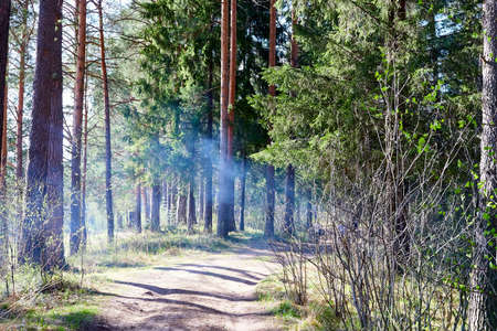 Pine forest with green tall trees in summer dayの写真素材