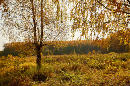 Trees in autumn forest with yellow leavesの写真素材