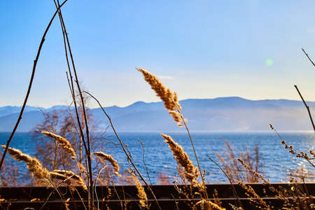 Beautiful natural view of the landscape with the shore with yellow grass, lake, and blue sky with...