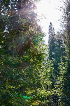 Pine and spruce forest with green tall trees and the sun looking as star through the branches in...