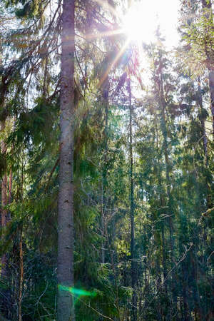 Pine and spruce forest with green tall trees and the sun looking as star through the branches in...