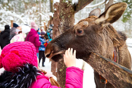 Kostroma, Kirov - January 24, 2021: A forest moose near a wooden fence on a farm or in a zoo and people around on a winter dayのeditorial素材