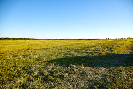 Beautiful empty green grass field in a summer or an autumn day or evening. Nature rustic rural landscapeの写真素材