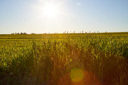 Beautiful empty green grass field with ray of the sun in a summer or an autumn day or evening....
