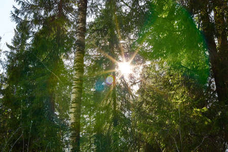 Pine and spruce forest with green tall trees and the sun looking as star through the branches in summer dayの写真素材