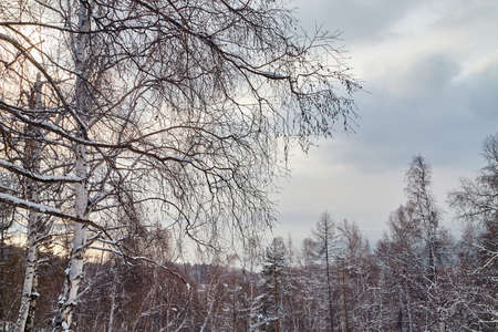 Winter landscape with snow covered trees in forestの写真素材