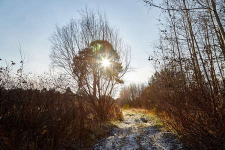 Pine and spruce forest with green tall trees and the sun looking as star through the branches in summer dayの写真素材