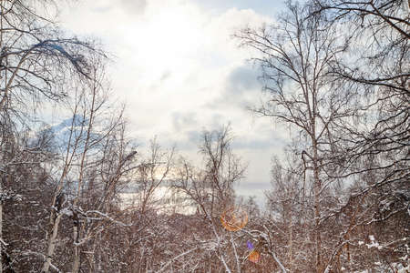 Winter landscape with snow covered trees in forest