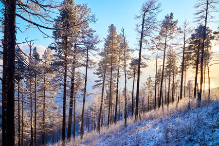 Pine trees on a hillside or mountain and blue sky in background in Siberia near Lake Baikal in Russiaの写真素材