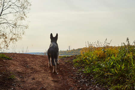 Dog German Shepherd by the water on the cliff in autumn dayの写真素材